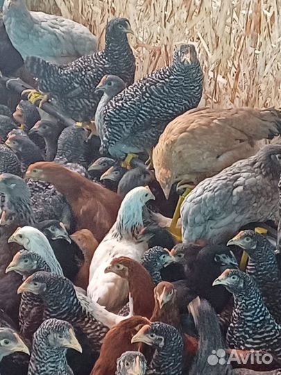 Несушки чешский доминант