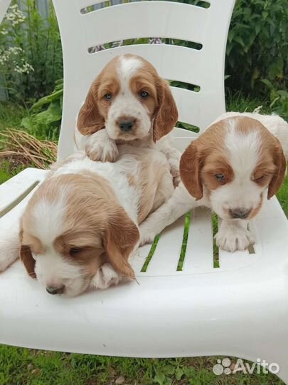 Русский спаниель