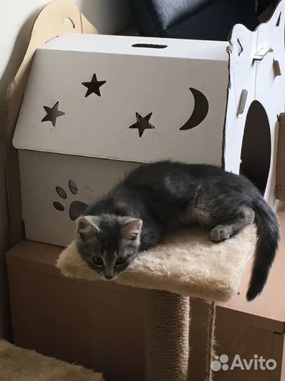 Мраморный котенок (мальчуган)