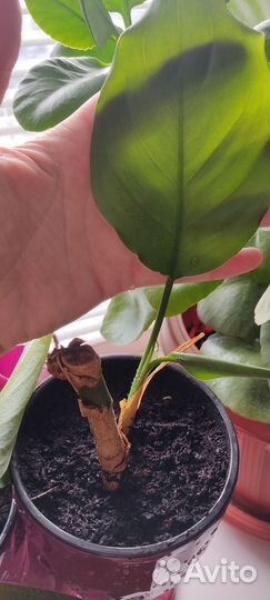 Комнатные растения