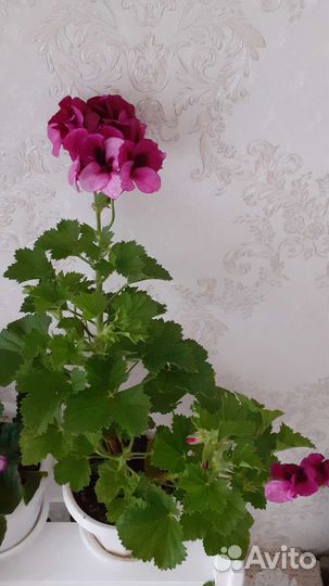 Пеларгония герань