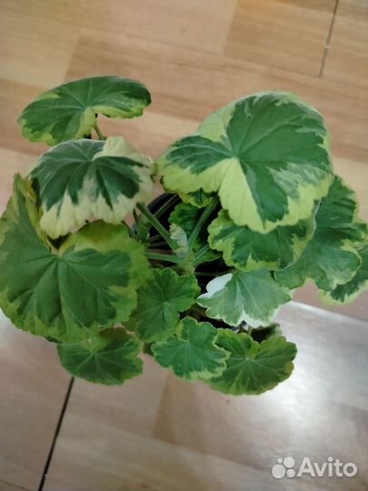 Пеларгония