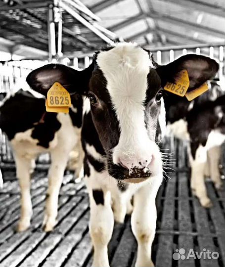 Телята бычки