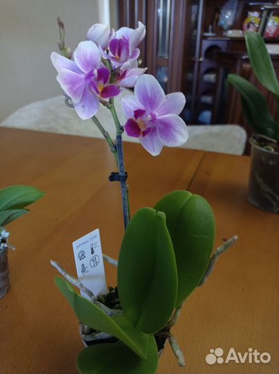 Орхидея фаленопсис мини цветут