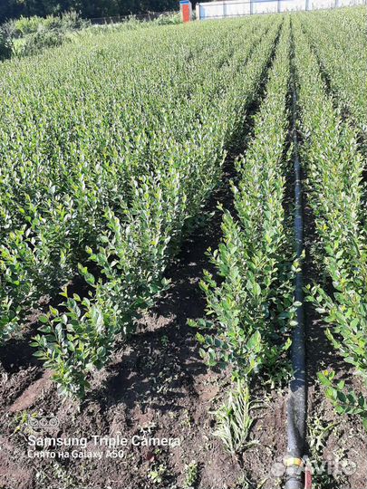 Кизильник блестящий