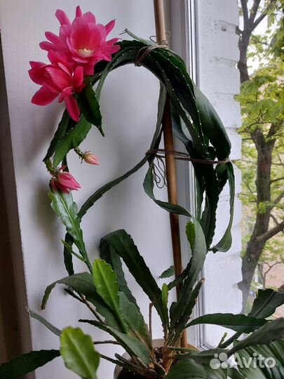 Комнатные растения