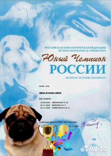 Щенок мопс (девочка)