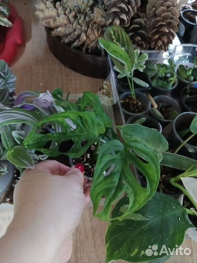 Монстера манки