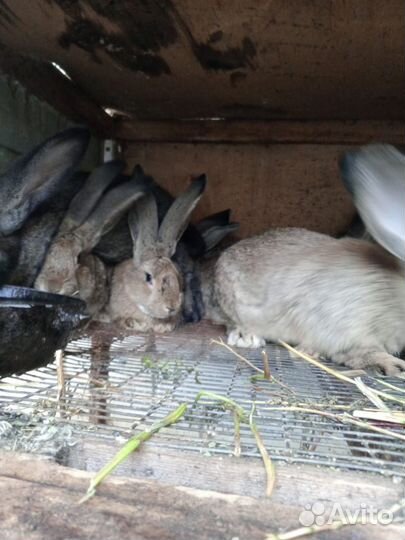 Продам кроликов