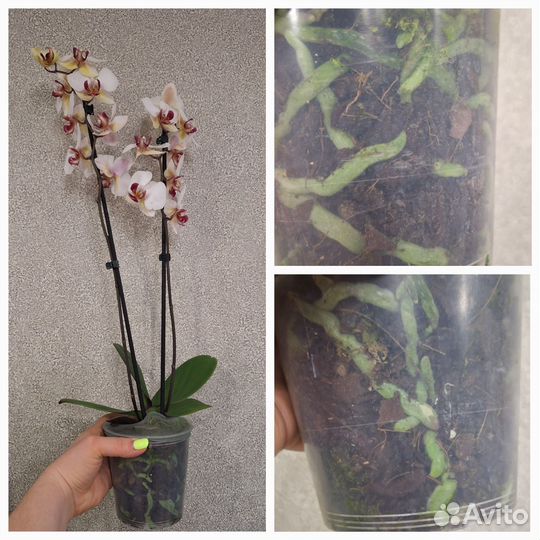 Орхидея Фаленопсис 