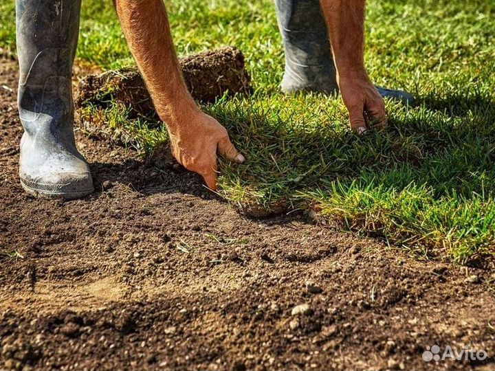 Рулонный газон