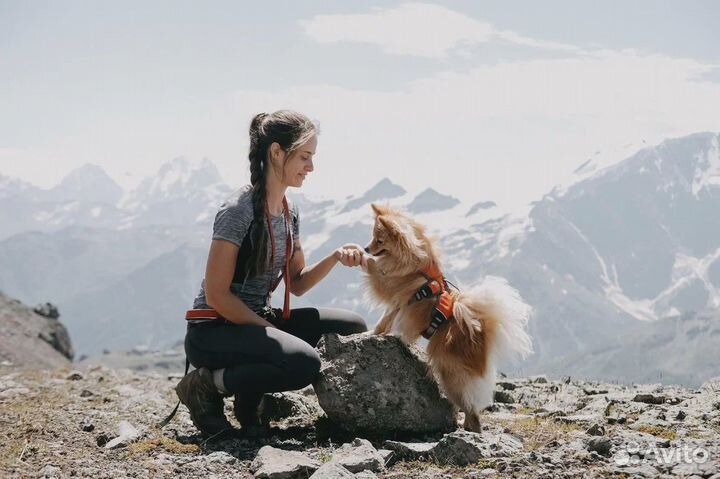 Кинолог с выездом / дрессировка собак