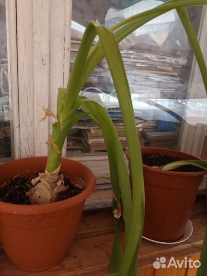 Китайский лук, лекарственное растение