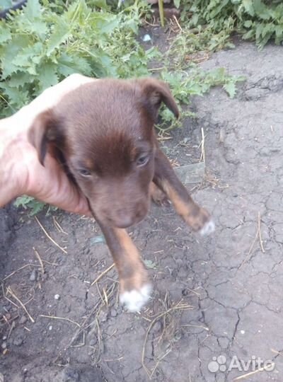 Щенки и собаки