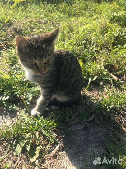 Ручной котик в добрые руки