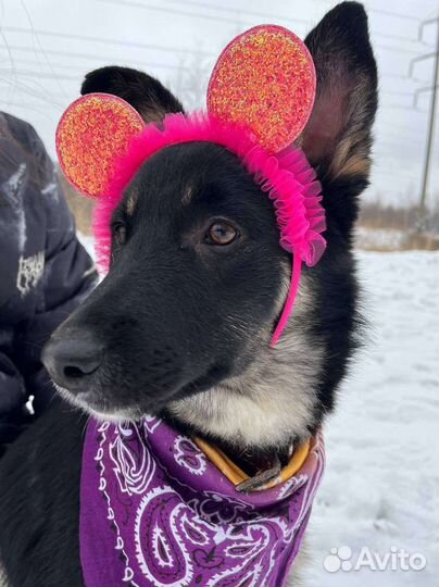 Собака из приюта в добрые руки