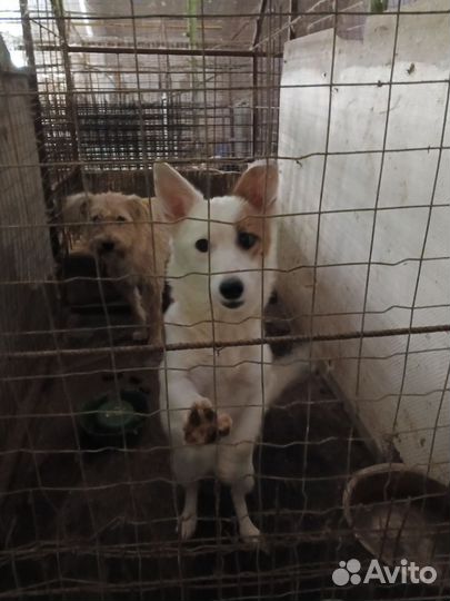 Маленькая собачка