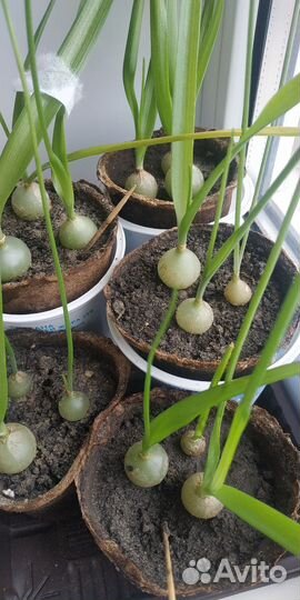 Индийский лук