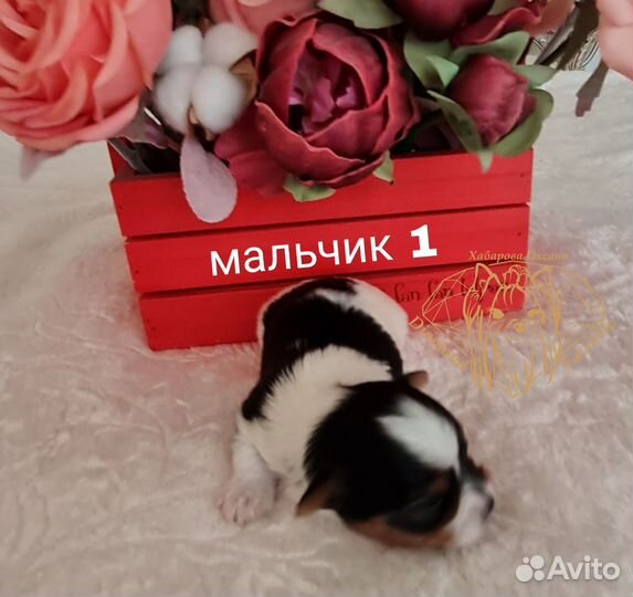 Щенки бивер йорка