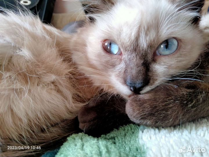 Котенок девочка в добрые руки