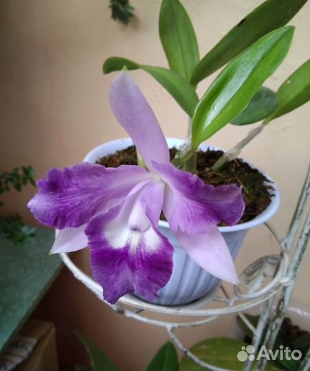 Растения комнатные и садовые