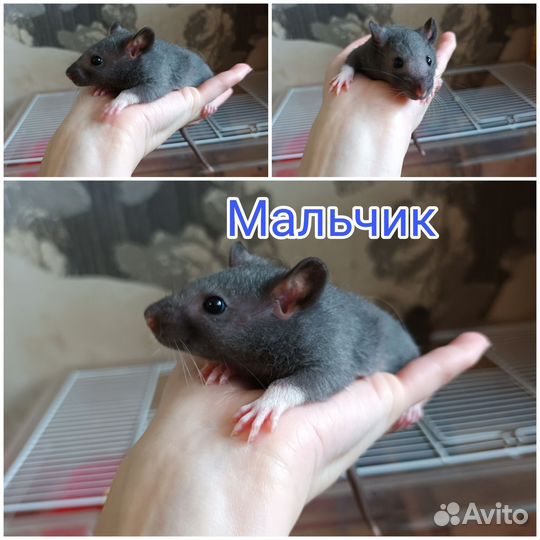 Декоративные крысята