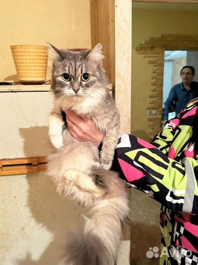 Кошка в добрые руки