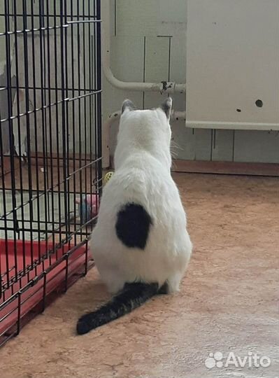 Белочка в поиске хозяев