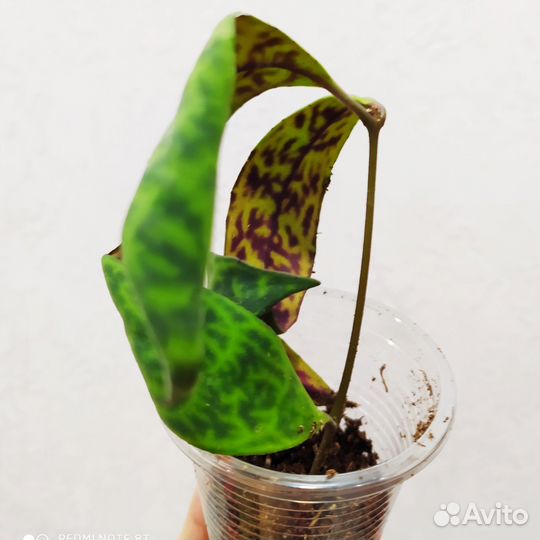 Эсхинантус