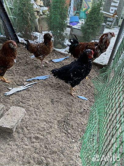 Молодые петухи