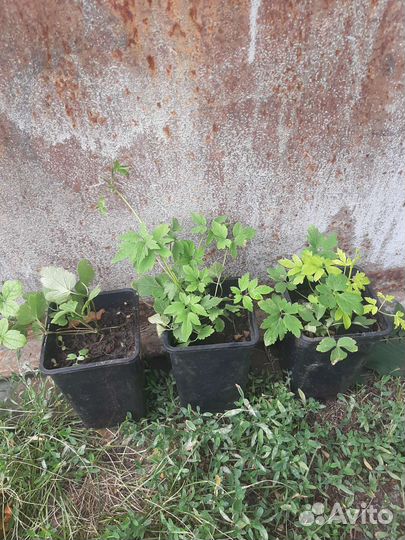 Многолетние садовые цветы