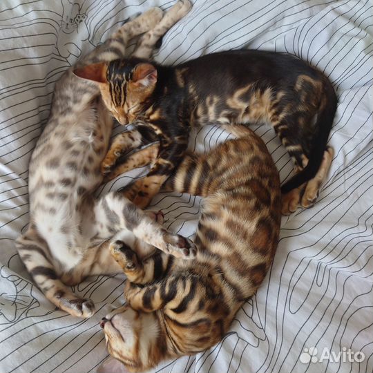 Бенгальские котята