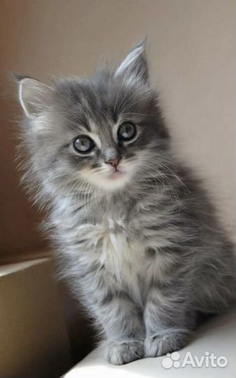 Котенок в добрые руки