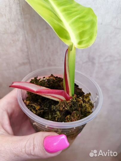 Филодендрон Санлайт Ред сплеш