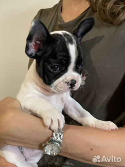 Щенок французского бульдога (девочка)
