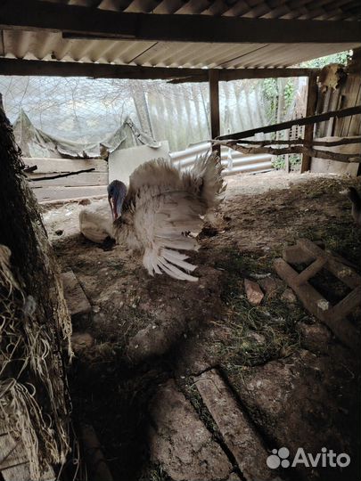 Индюк и индюшка