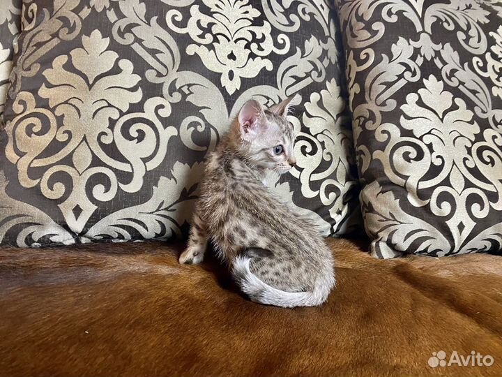 Египетская мау Адель