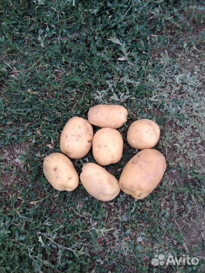 Продам картофель оптом