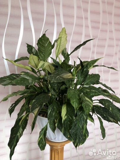 Спатифиллум Вариегатный даймонд женское счастье