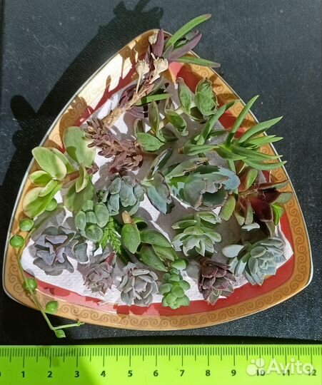 Набор суккулентов