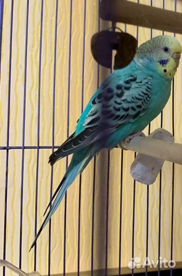 Продаю попугая девочку