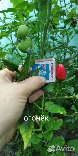 Молодые саженцы острого перца(комнатного)