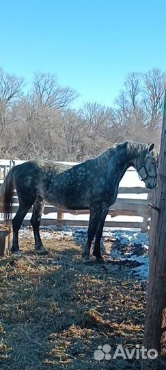 Жеребец Орловский рысак