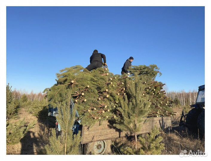 Сосна Новогодняя