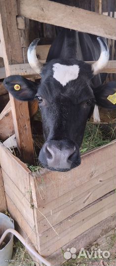 Корова дойная