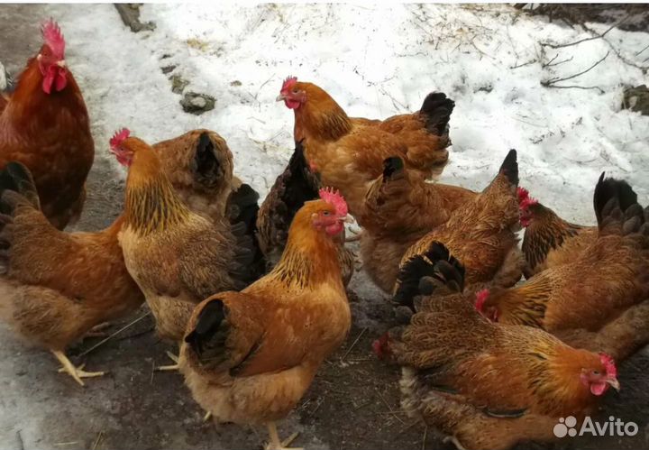 Кучинская юбилейная. Цыплята