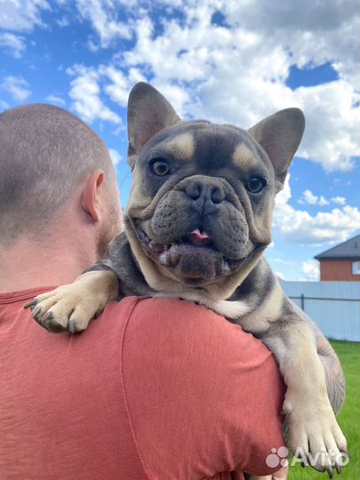 Французский бульдог девочка голубой фавн