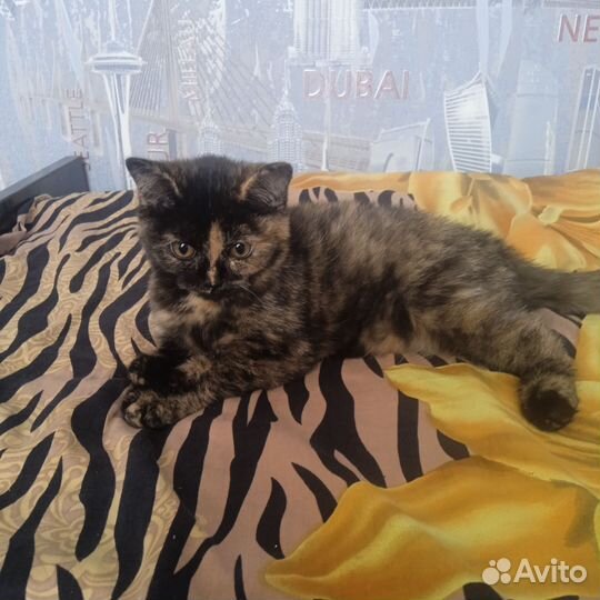 Британская кошка в дар