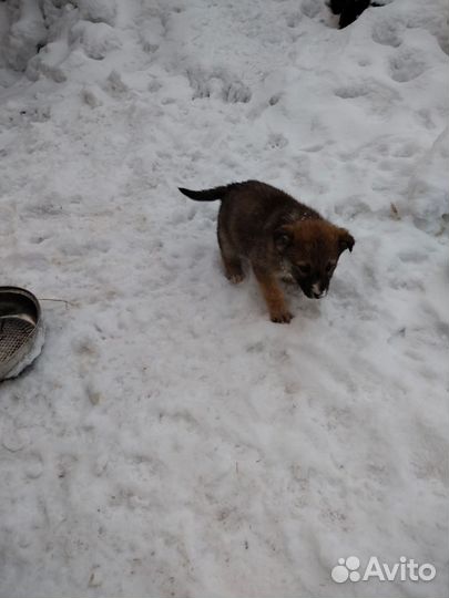 Щенки бесплатно