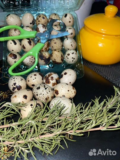 Яйцо перепела